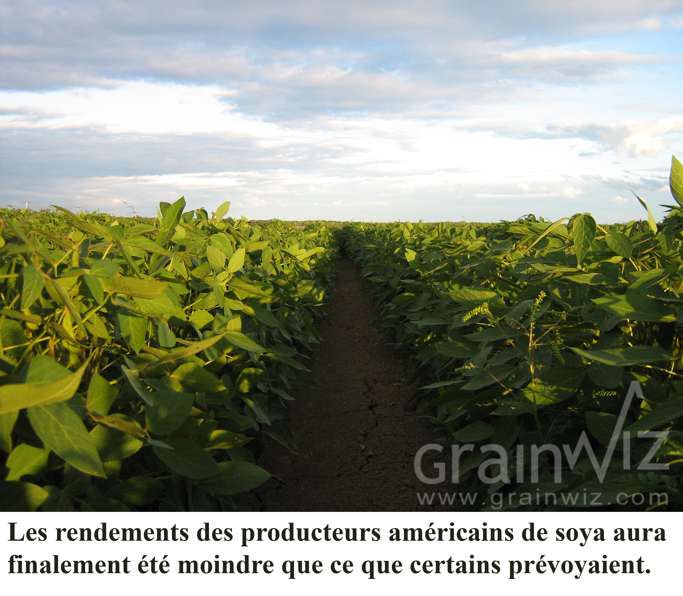 Soyfield jan 12 2010